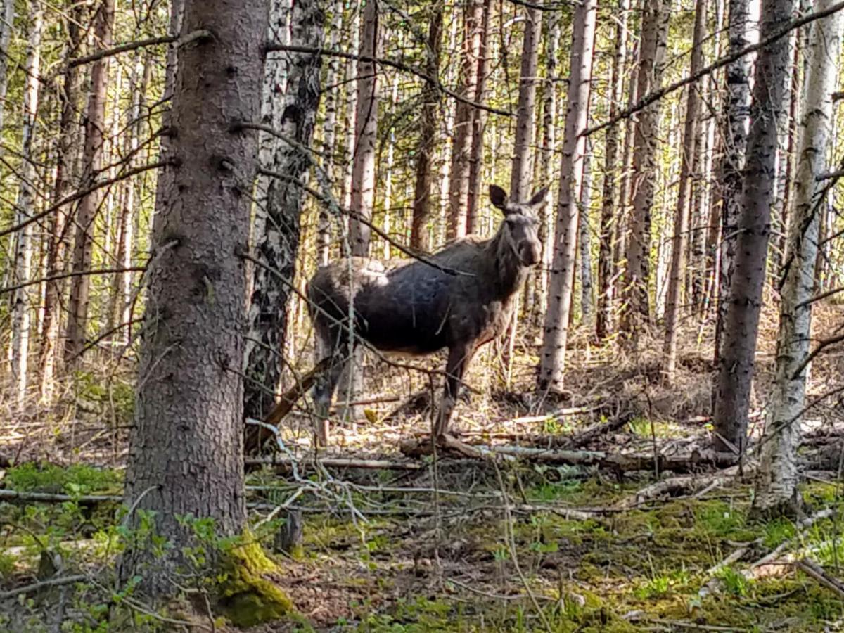 Stuga Glaskogen Glava Екстериор снимка